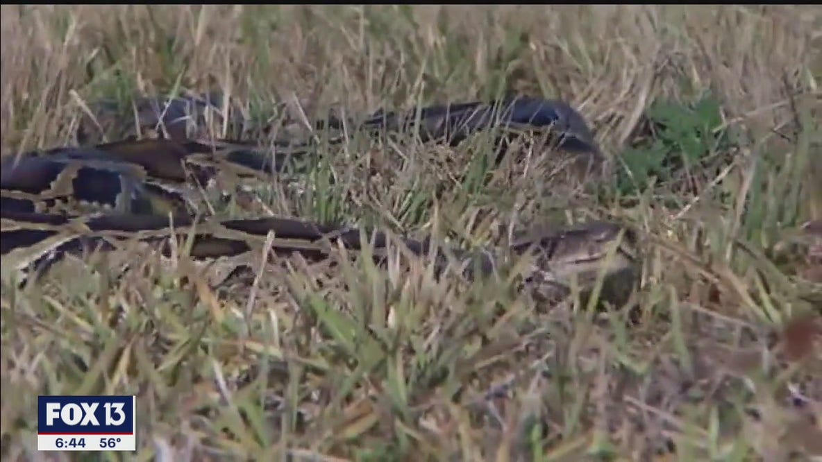 Could Florida's python problem help create vaccines